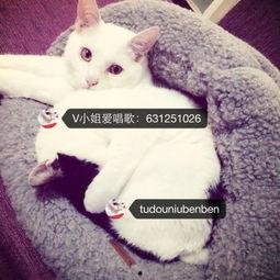 娱乐吃瓜酱布丁是只喵,揭秘网红喵星人的魅力人生